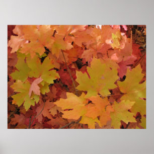 Splendor d'automne (1) Poster