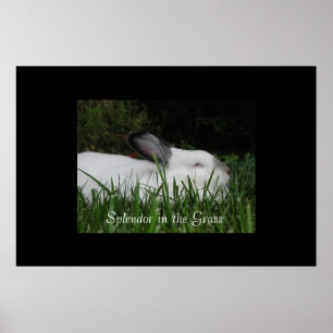 Splendor in de gras poster
