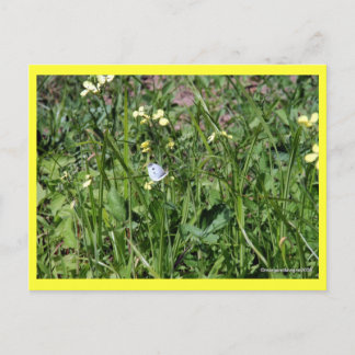 "Splendor in the Grass" Briefkaart