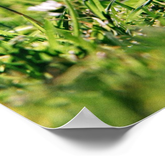 Splendor In The Grass poster (Coin)