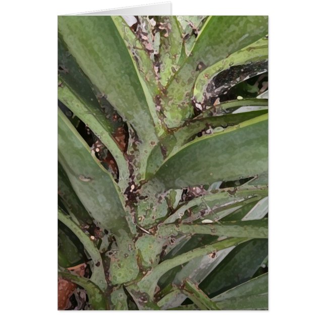 Spoelpalm (Voorkant)