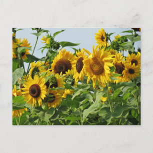Spoelzonnebloemen Briefkaart
