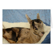 Spoiled Aussie (Voorkant Horizontaal)