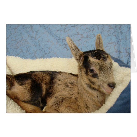 Spoiled Aussie (Voorkant Horizontaal)