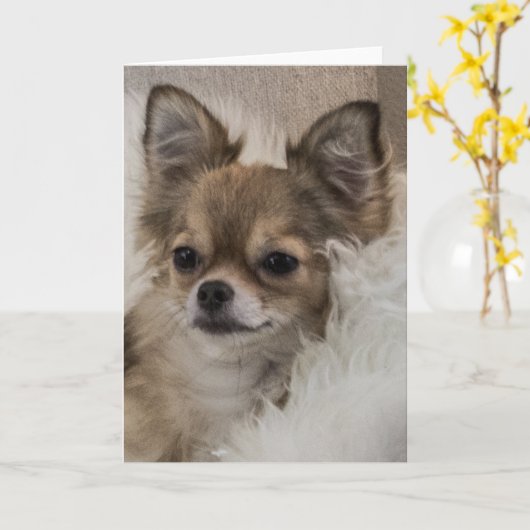 Spoilt Chihuahua Relaxing Kaart (Gele Bloem)