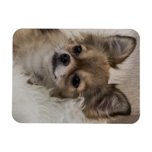 Spoilt Chihuahua Relaxing Magneet (Horizontaal)