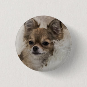 Spoilt Chihuahua Relaxing Ronde Button 3,2 Cm