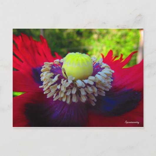 Spontaneity Briefkaart (Voorkant)