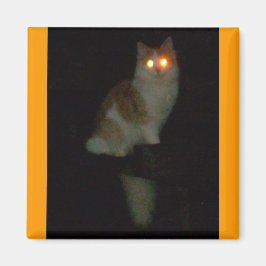 spookachtig kat magneet