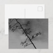Spooky Bird op Limb Silhouette Zwart en Wit Briefkaart (Voorkant / Achterkant)