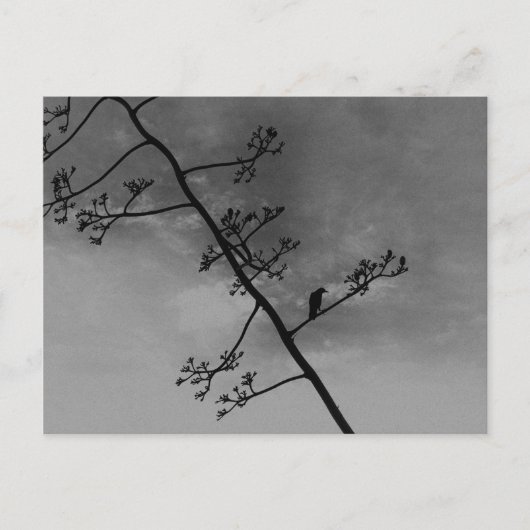 Spooky Bird op Limb Silhouette Zwart en Wit Briefkaart (Voorkant)
