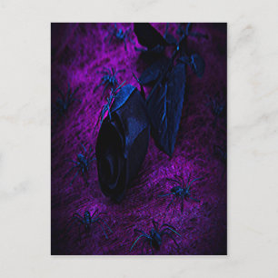 Spooky Black Material Roos, Black Spiers Briefkaart