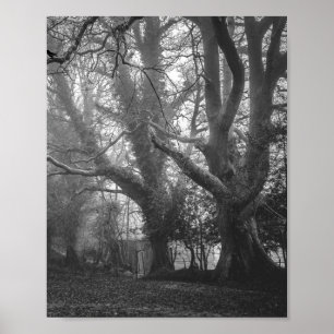 Spooky Forest Black en White Photography Poster