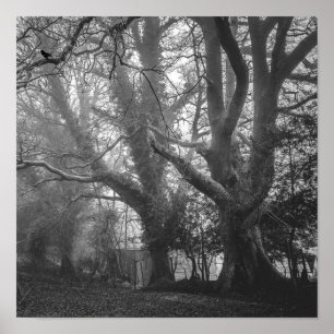 Spooky Forest Black en White Photography Poster