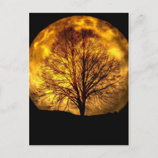 Spooky Night Moon Tree Autumn Destiny Giften Briefkaart
