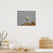 Spoonbill Bird Poster (Keuken)