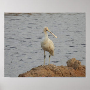 Spoonbill Bird Poster