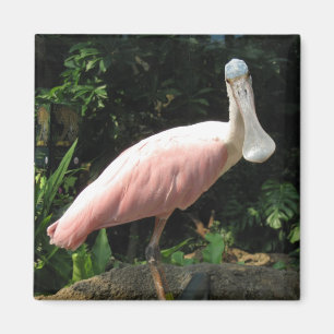 Spoonbill Magneet