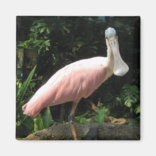 Spoonbill Magneet (Voorkant)