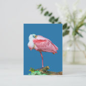 Spoonbill on One Leg Briefkaart (Staand voorkant)