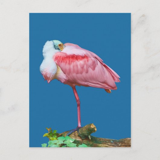 Spoonbill on One Leg Briefkaart (Voorkant)