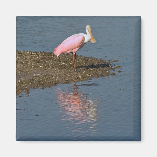 Spoonbill reflecties magneet (Voorkant)