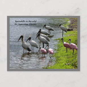 Spoonbills in het wild feestdagenkaart