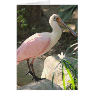 Spoonvogel
