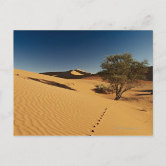 sporen in woestijnlandschap van Namib bij Briefkaart