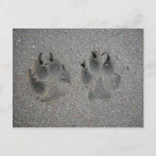 Sporen van honden in zand briefkaart