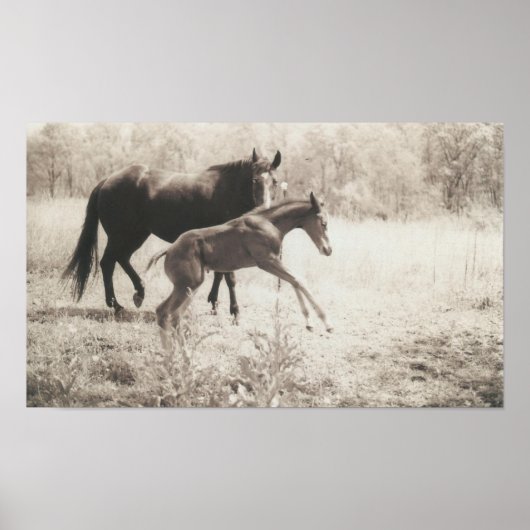 Spot Plays Poster (Voorkant)