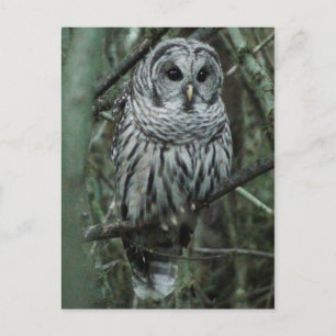 Spot the Owl Postcard 02 Briefkaart