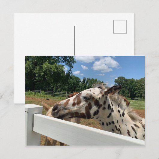 SpotFoal Briefkaart (Voorkant / Achterkant)