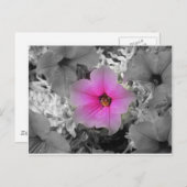 Spotlight Briefkaart (Voorkant / Achterkant)