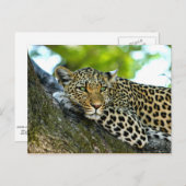 Spotlood Leopard Briefkaart (Voorkant / Achterkant)