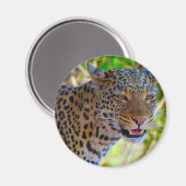 Spotlood Leopard Magneet (Voorkant / Achterkant)