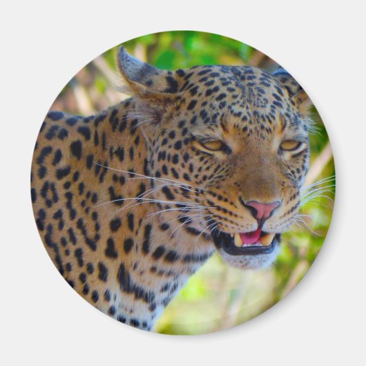 Spotlood Leopard Magneet (Voorkant)