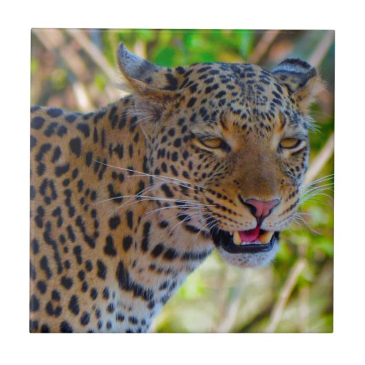 Spotlood Leopard Tegeltje (Voorkant)