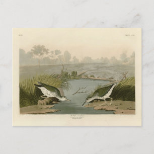 Spotte Sandpiper uit Audubon's Birds of America Briefkaart