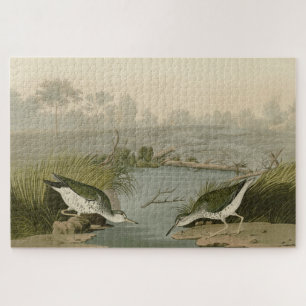 Spotte Sandpiper uit Audubon's Birds of America Legpuzzel