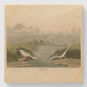 Spotte Sandpiper uit Audubon's Birds of America Stenen Onderzetter