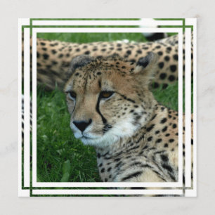 Spotted Cheetah Invitation Kaart