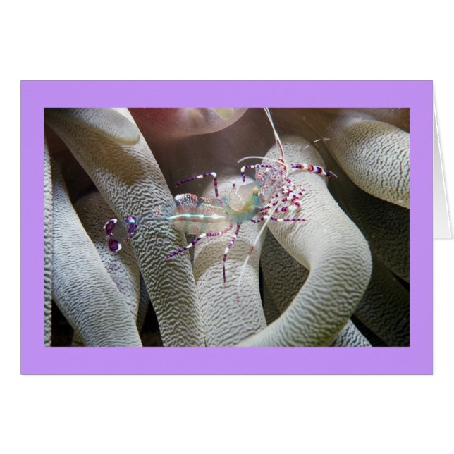 Spotted Cleaning Shrimp (Voorkant Horizontaal)