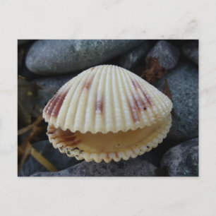 Spotted Cockle Shell, Nederlandse haven, AK Briefkaart