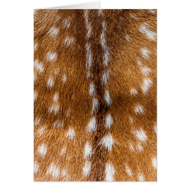 Spotted deer pour texture (Devant)