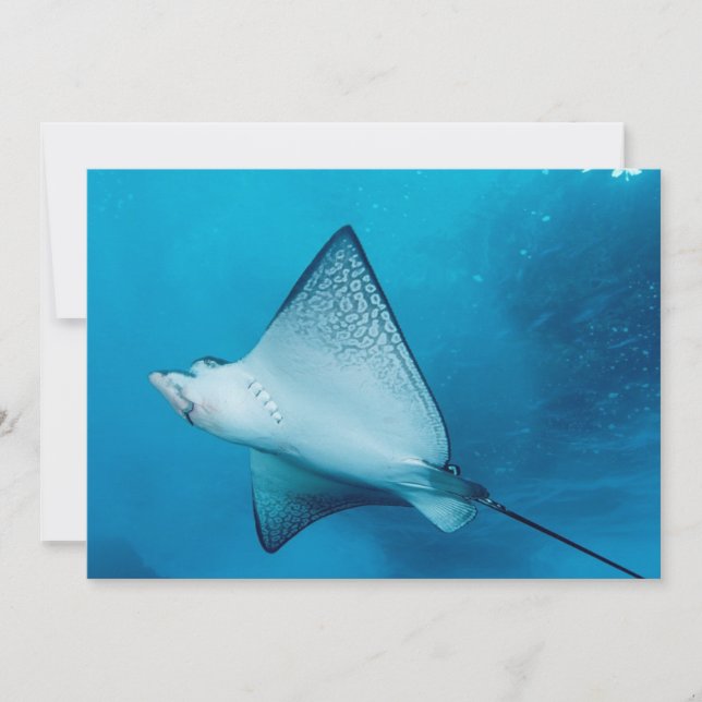 Spotted Eagle Ray (Voorkant)