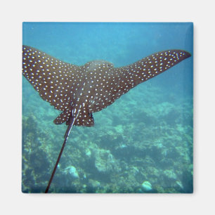 Spotted Eagle Ray Magneet