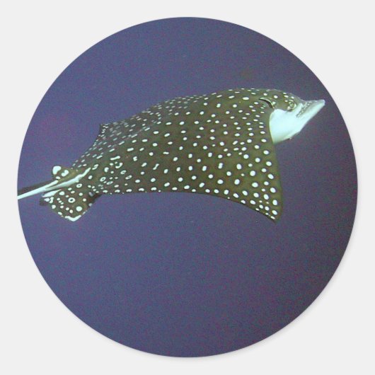 Spotted Eagle Ray Ronde Sticker (Voorkant)