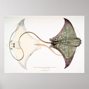 Spotted Eagle Stingray: Een geweldige creatie Poster
