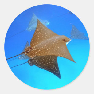 Spotted eagle stralen onder water Galapagos Ronde Sticker
